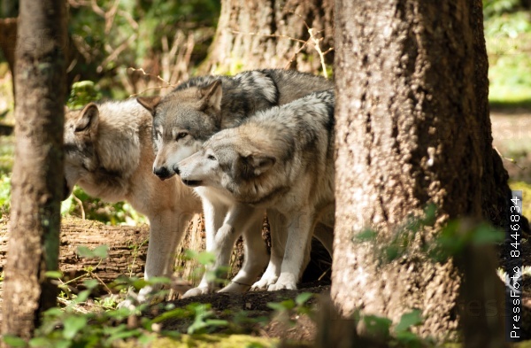 Wild Animal Wolf Pack Standing Playing North American Wildlife