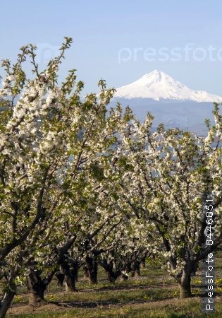 Mount Hood stands in the distance over Fruit Orchard