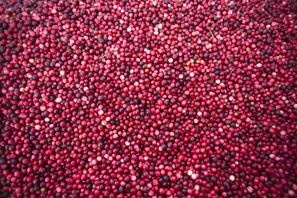 Fresh Fruit Food Cranberries just out of the bog on the back of the truck