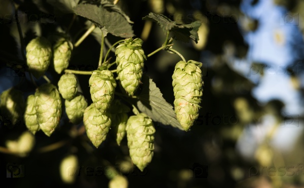 Hops plants growing in the summer sun farmer field agriculture drink ingredient