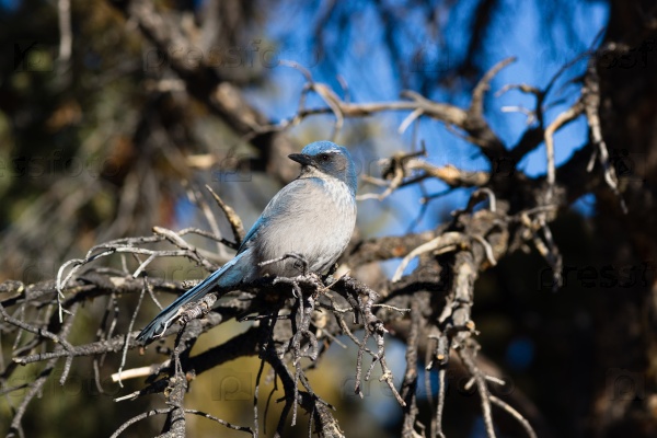 Scrub Jay Blue Bird Great Basin Region Animal Wildlife