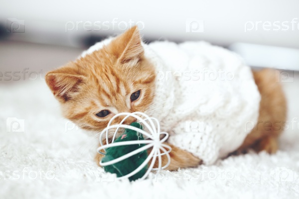 Cute little ginger kitten wearing warm knitted sweater is playing with pet toy on white carpet