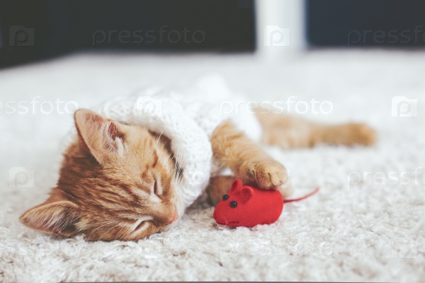Cute little ginger kitten wearing warm knitted sweater is sleeping with pet toy on white carpet, stock photo