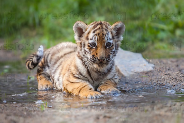 Small tiger cub lying in water