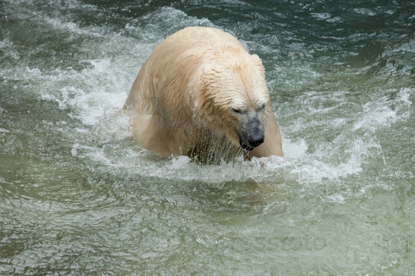 white bear play and splashing in water