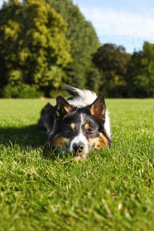 Dog resting in grass after a long play