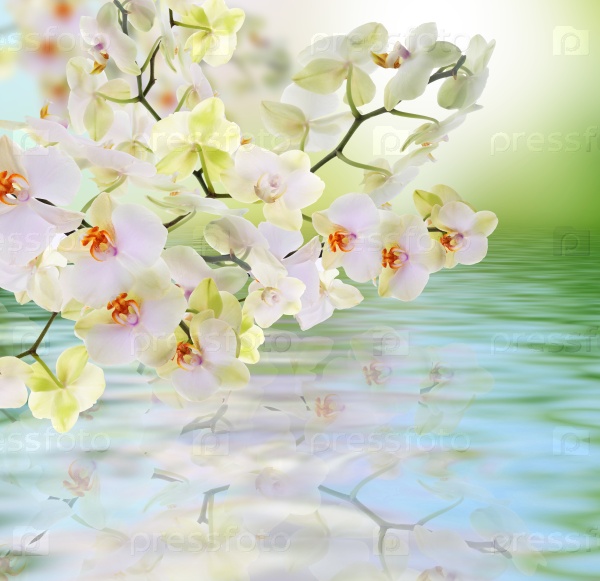 Flowers water Japanese Orchid.Beauty.Flora card