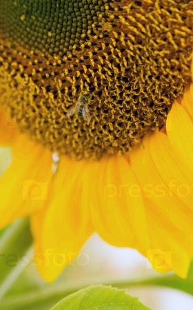 Honey Bee Pollinating Farm Sunflower Plant
