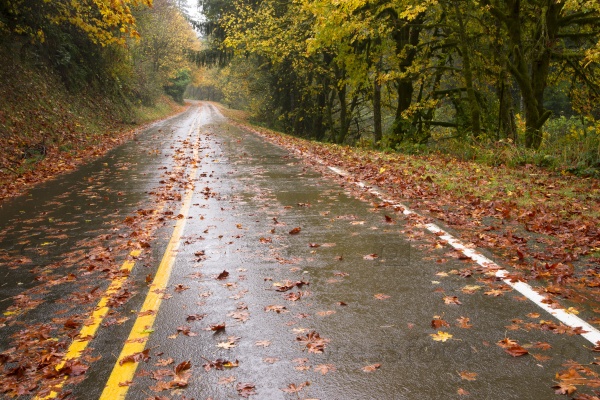 The road is slick and wet during fall rain autumn leaves from season change highway travel