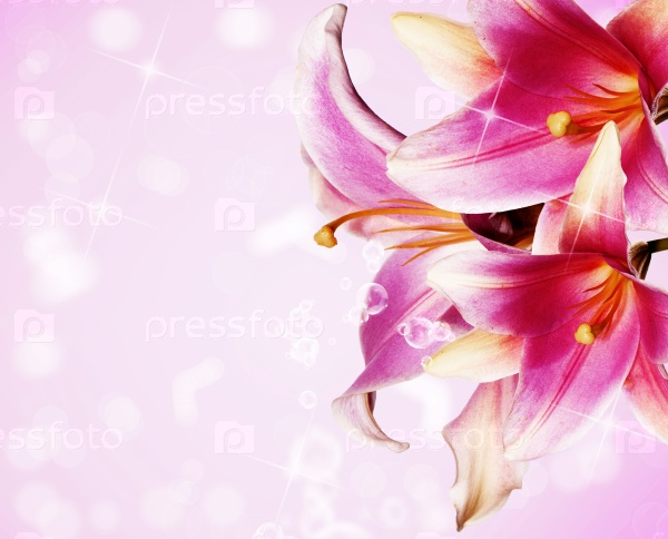 Beautiful flowers card Pink lily