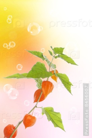 Decorative plant over blurred light yellow beautiful background