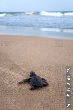 Newly Hatched Baby Loggerhead Turtle Toward The Ocean