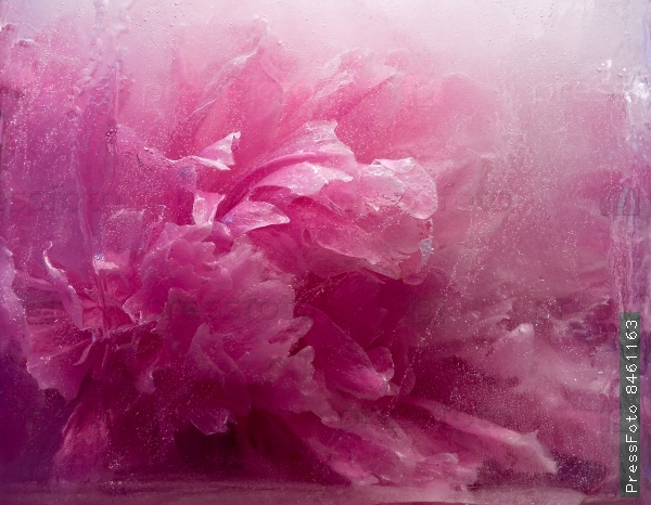  Frozen pink peony flower 