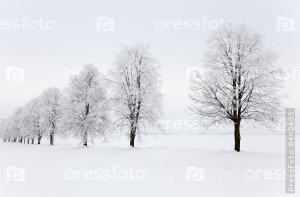 trees growing in a row in a winter season. the picture is taken in the field