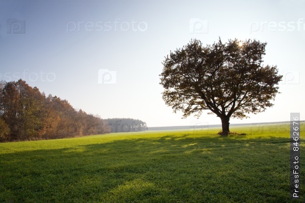 The oak growing in an agricultural field (on a back background the sun, a shade from a tree)