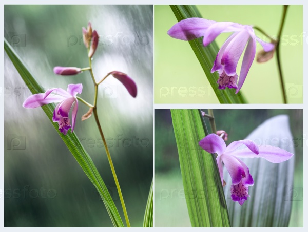 Beautiful Miniature Orchid Plant from Uruguay Just blossomed flower in the rain