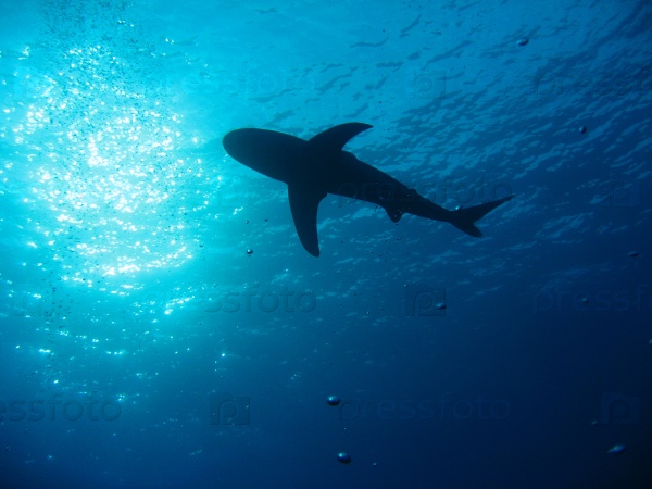 Deep under the ocean, looking up towards a shark