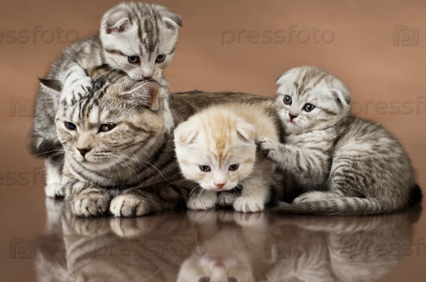 family group of  three  kitten with mother, breed scottish-fold,  lie on brown  background