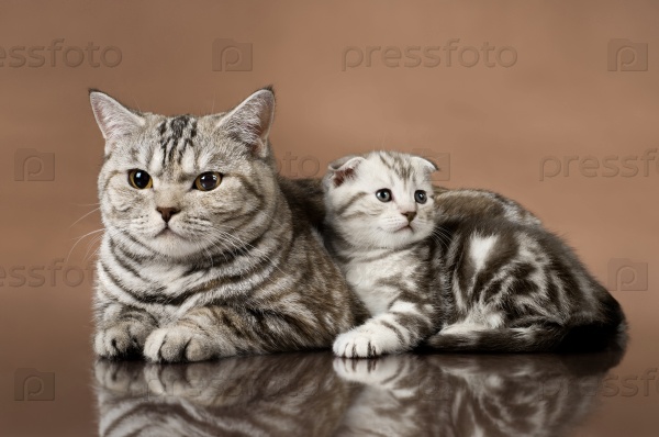 Family group of kitten with mother, breed scottish-fold, lie on brown background , stock photo