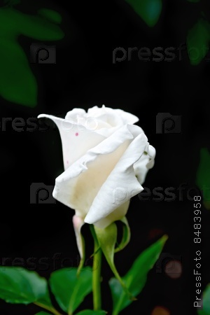 White rose on a background of green leaves and brown earth