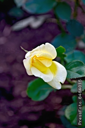 Yellow rose on a background of green leaves and brown earth