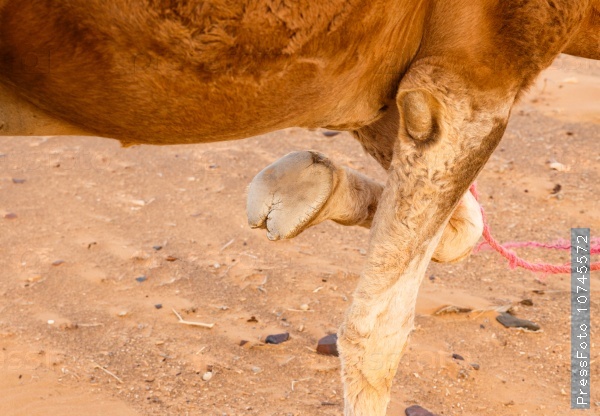 foot of a camel with a bent leg