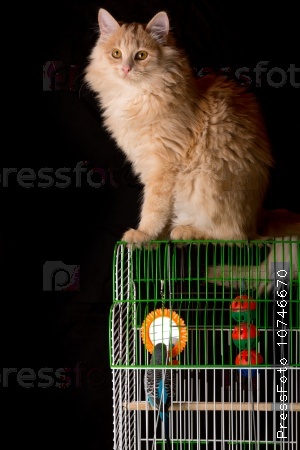 Red cat sitting on a bird cage.
