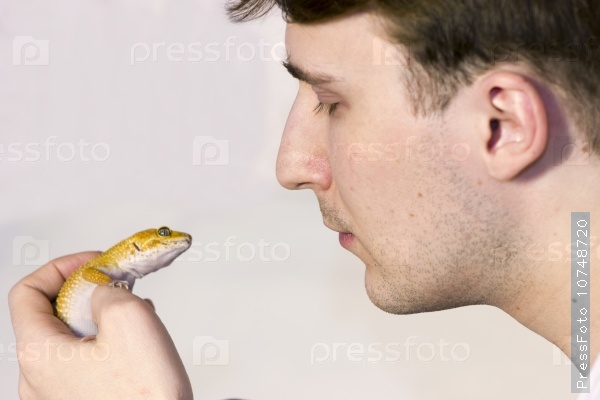 Cute orange gecko heating in hands and looking on men`s face