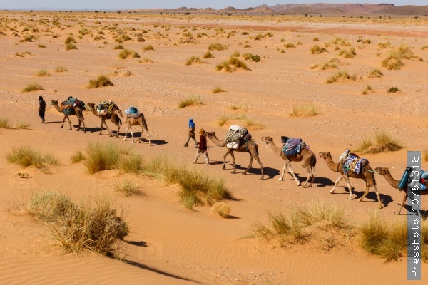 Berber comes with a caravan of camels in the desert