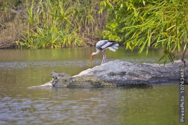 Wild nature of the South-Indian river Kaveri, Painted stork and crocodile