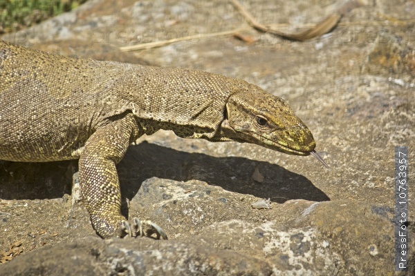 Monitor lizard (Varanus bengalensis) on the stone