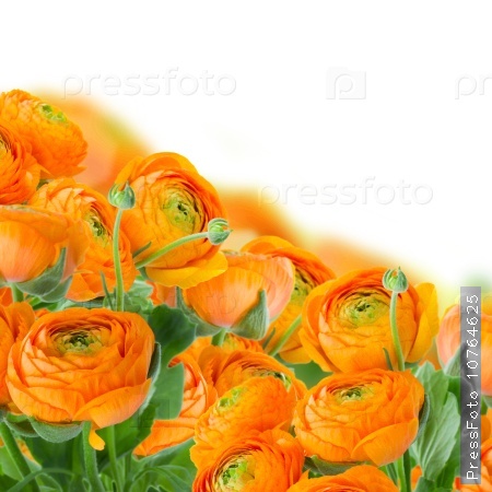 Orange ranunculus flowers border isolated on white background, stock photo