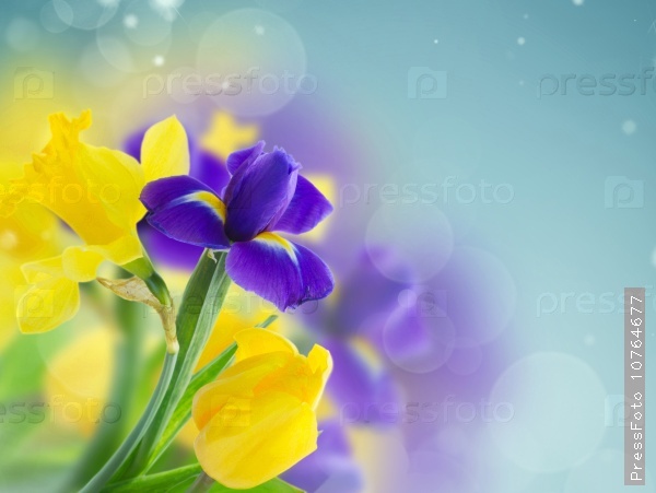 Spring yellow daffodils and blue iris on blue bokeh background, stock photo