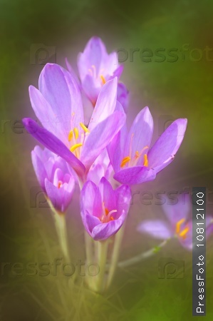 Pink Zephyranthes flower (lily flower,  rain lily flower)