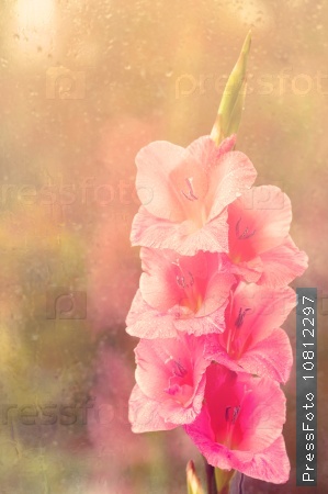 Beautiful pink gladiolus on glass background. Soft tone