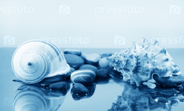 Two big sea shells and the pebbles