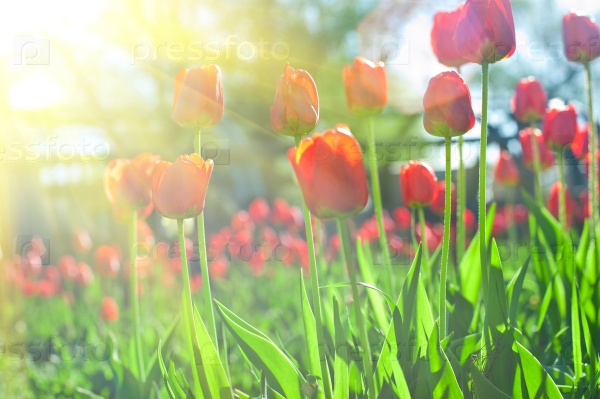 Field of red colored tulips with starburst sun, stock photo