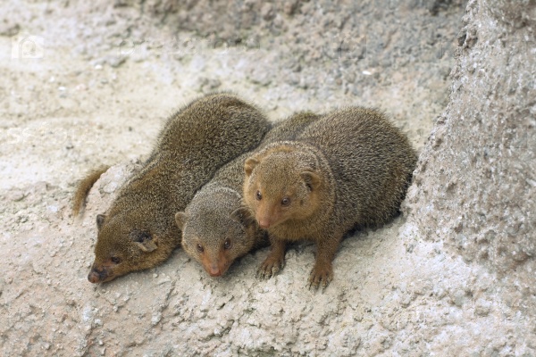 Dwarf mongooses, stock photo