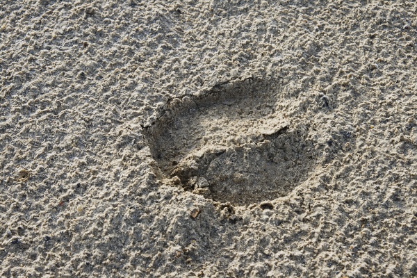 Отпечаток копыта на песке