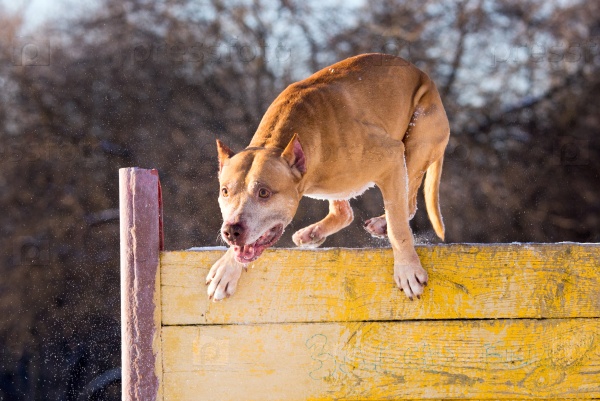 American Pit Bull Terrier jumps over hurdle
