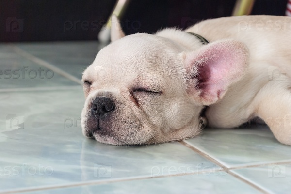 French bulldog puppy sleeping on ceramic floor tiles