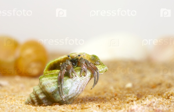Hermit crab looking out of his house, stock photo