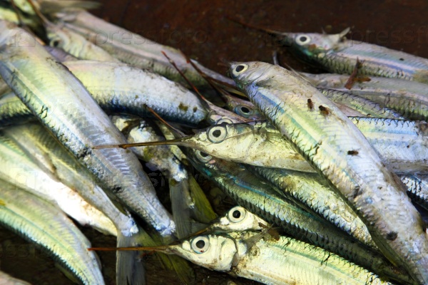 Line fish stacked in sixes on a table at the Stone Town Fish Market in Zanzibar, stock photo