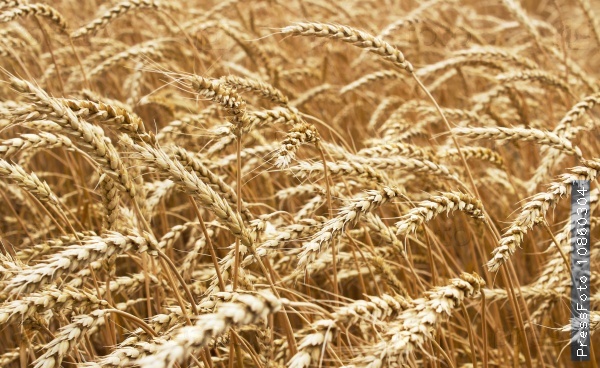 Ears of ripe wheat growing in a wheat field