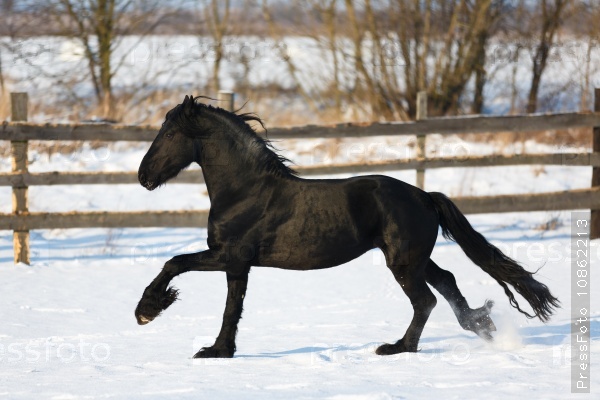 Черная Фризская лошадь на снегу