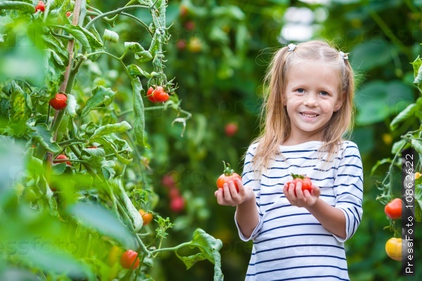Adorable little girl collecting crop cucumbers and tomatoes in greenhouse
