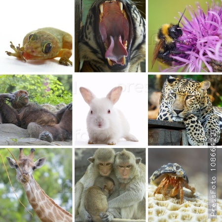 Animal  theme photo collage composed of few images