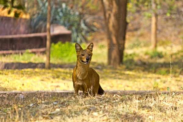 Dhole or Indian red wolf (Cuon alpinus)
