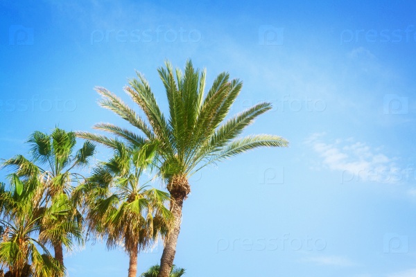 Tropical palm trees on blue summer sky, retro toned, stock photo
