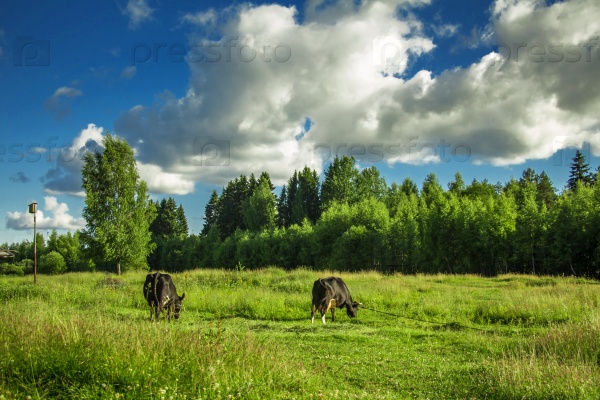 Cows grazing on a green meadow. Non-urban scene.